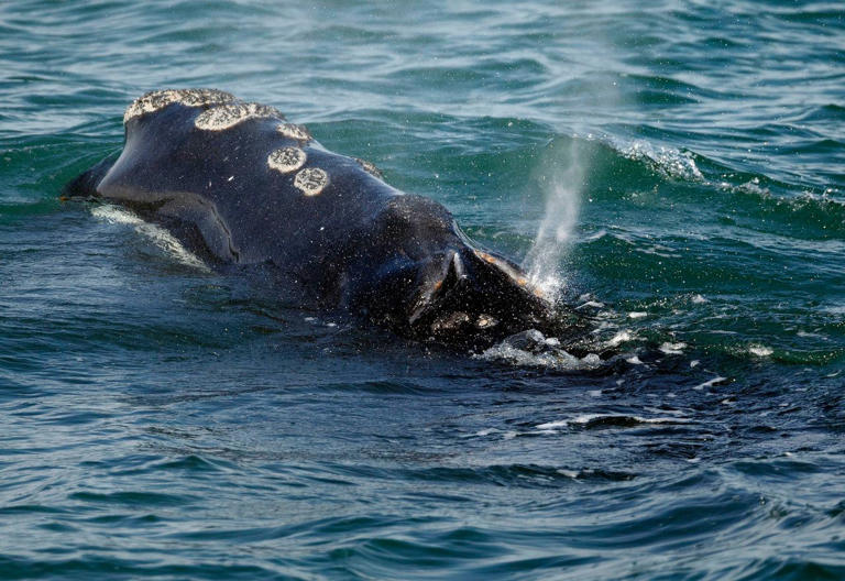 A Boat Speed Limit Is Pitting Yacht Owners Against Whale Lovers