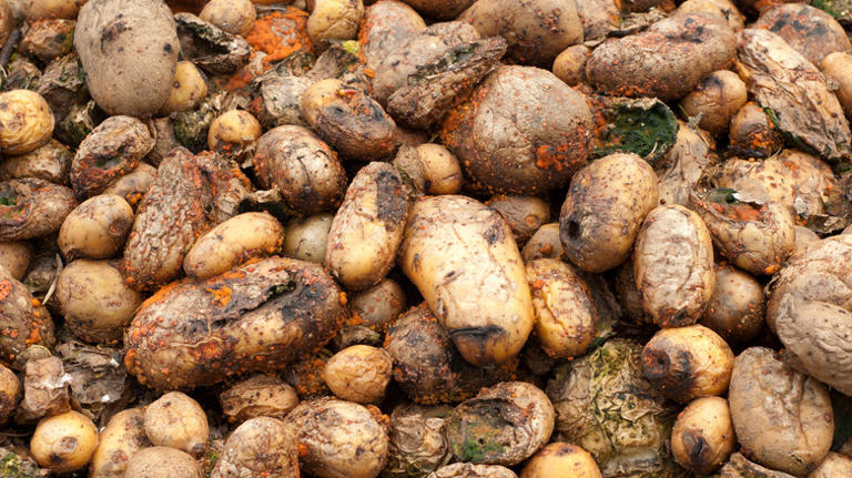 6 Signs A Potato Has Gone Bad