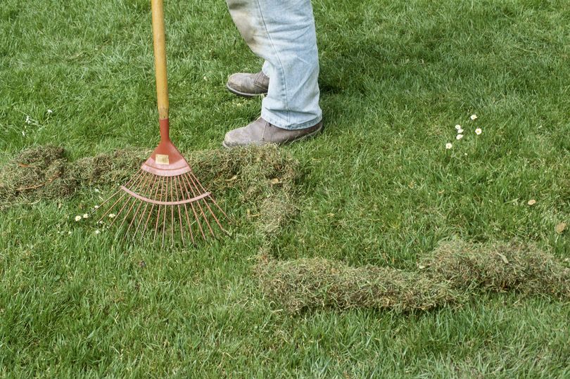 amazon, 'i'm a gardening pro - best method for removing moss from lawns works every time'
