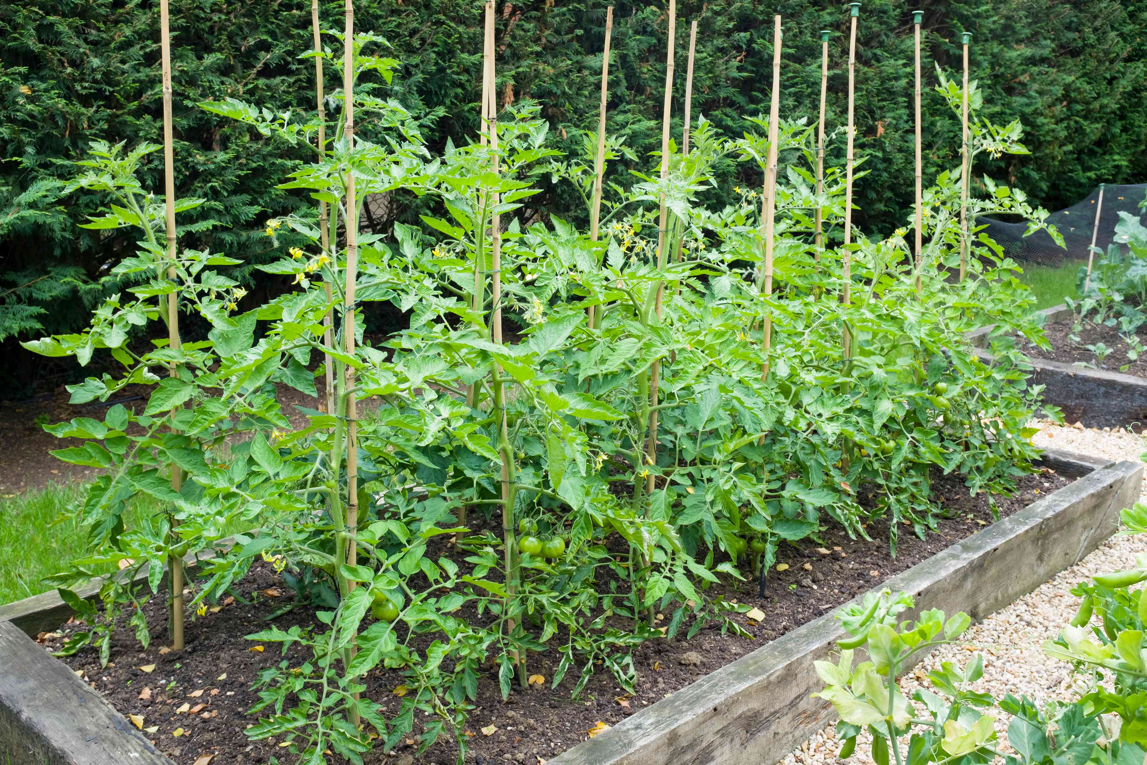 how far apart to plant tomatoes: 7 tips for the right spacing