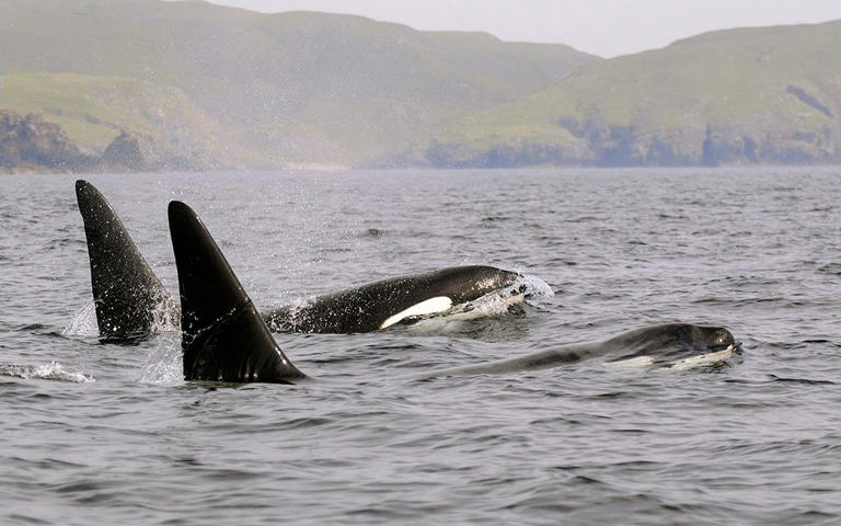 Orcas like these seen off the Shetland Isles are increasingly common visitors to our waters - BRYDON THOMASON/LORNE GILL/NATURESCOT
