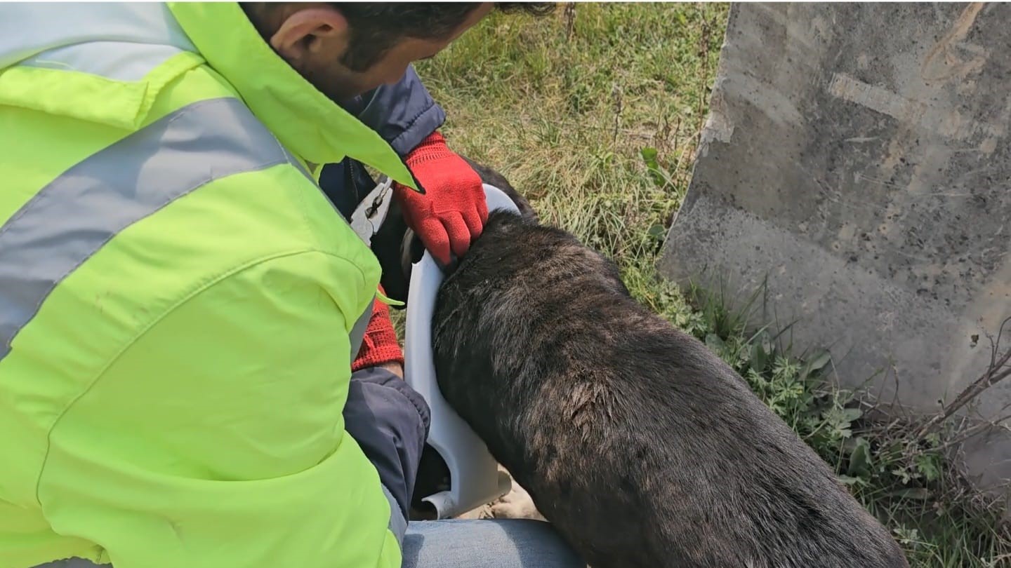 başını klozet kapağına sıkıştıran yaramaz köpeği belediye ekipleri kurtardı