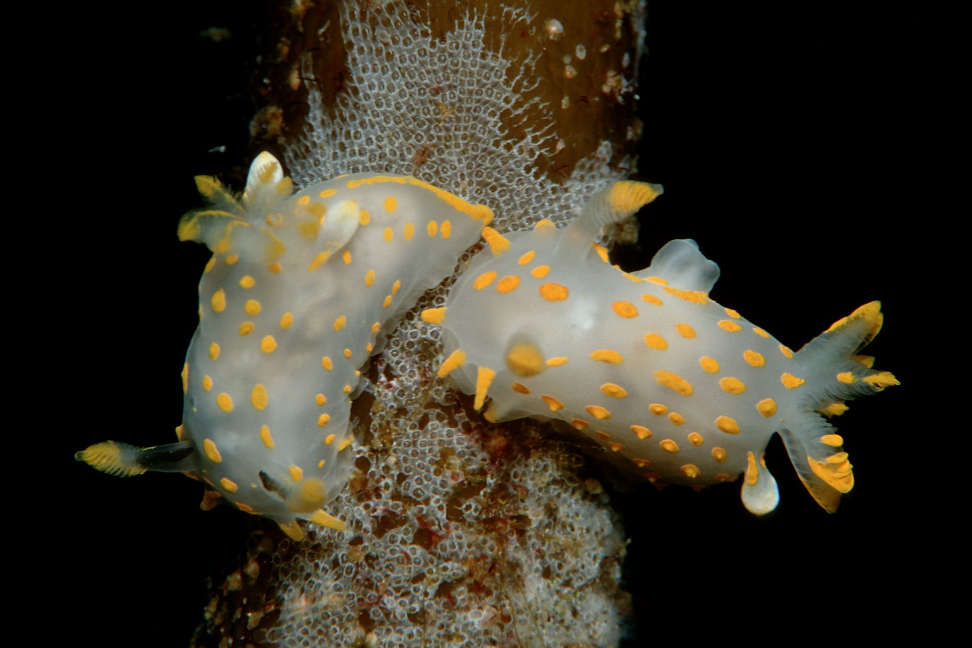 Colorful Jewels Of The Sea: The Wonderful World Of Sea Slugs