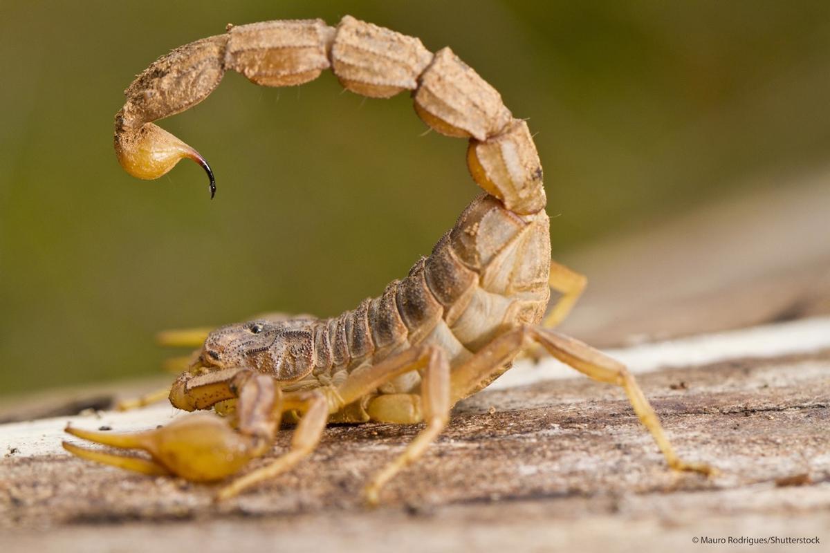 empieza la temporada de escorpiones en españa: qué hacer ante una picadura