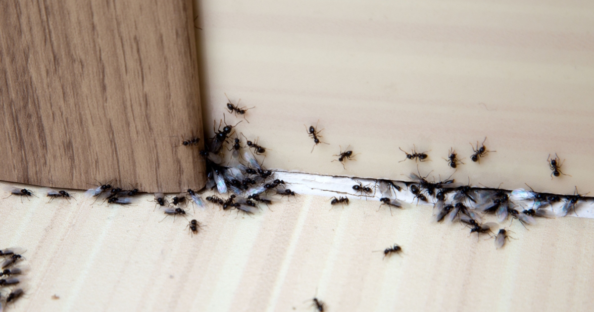 hold myrerne ude: 4 nemme tricks, der holder dem væk
