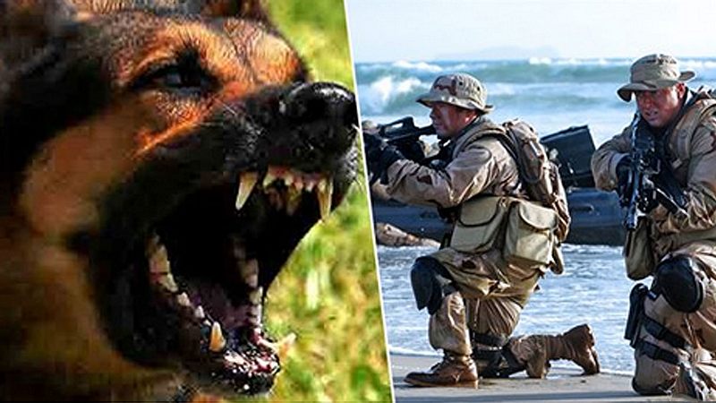 elite-soldat-trick: das musst du tun, wenn dich ein hund angreift!