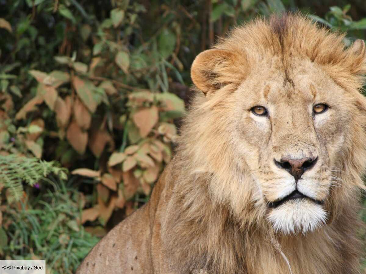 observer les lions en tanzanie, dans le cratère de ngorongoro