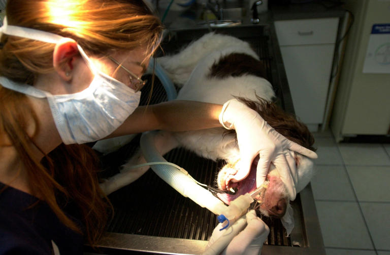 Here Are The Pros And Cons Of Non-anesthetic Dental Procedures For Pets