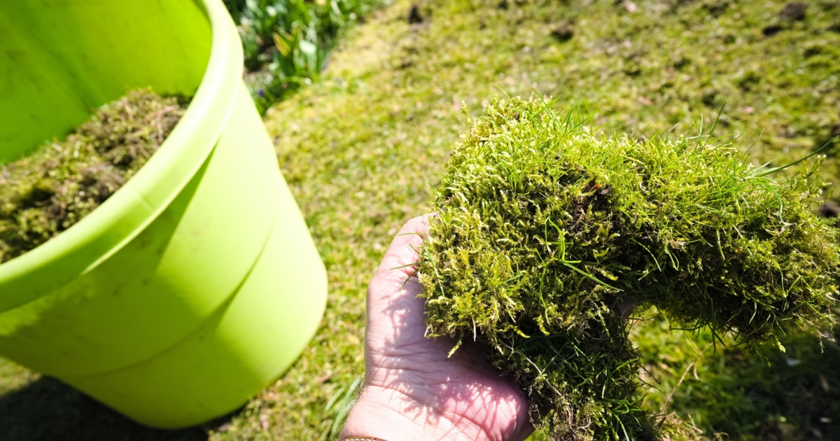 er din græsplæne angrebet af mos? haveekspert forklarer, hvordan du fjerner det mest effektivt