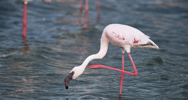 ikonisk flamingo får svårare att hitta mat