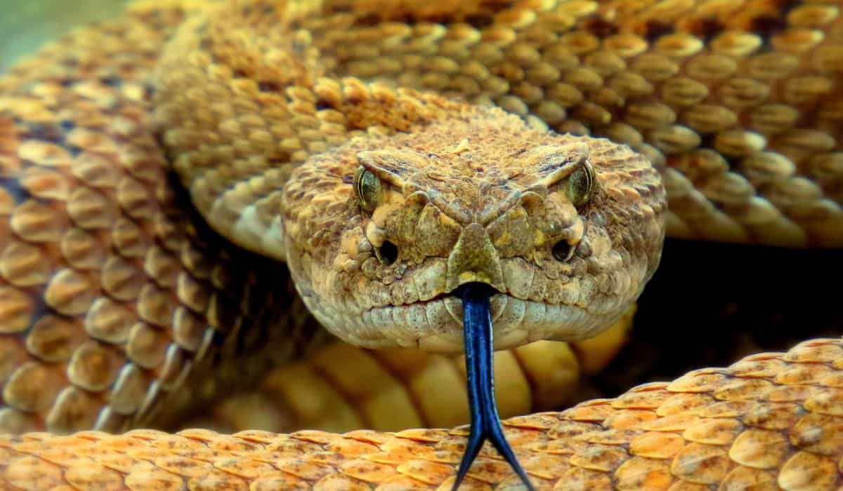 en man tar sitt eget liv genom att låta sig bli biten av några av sina 60 ormar