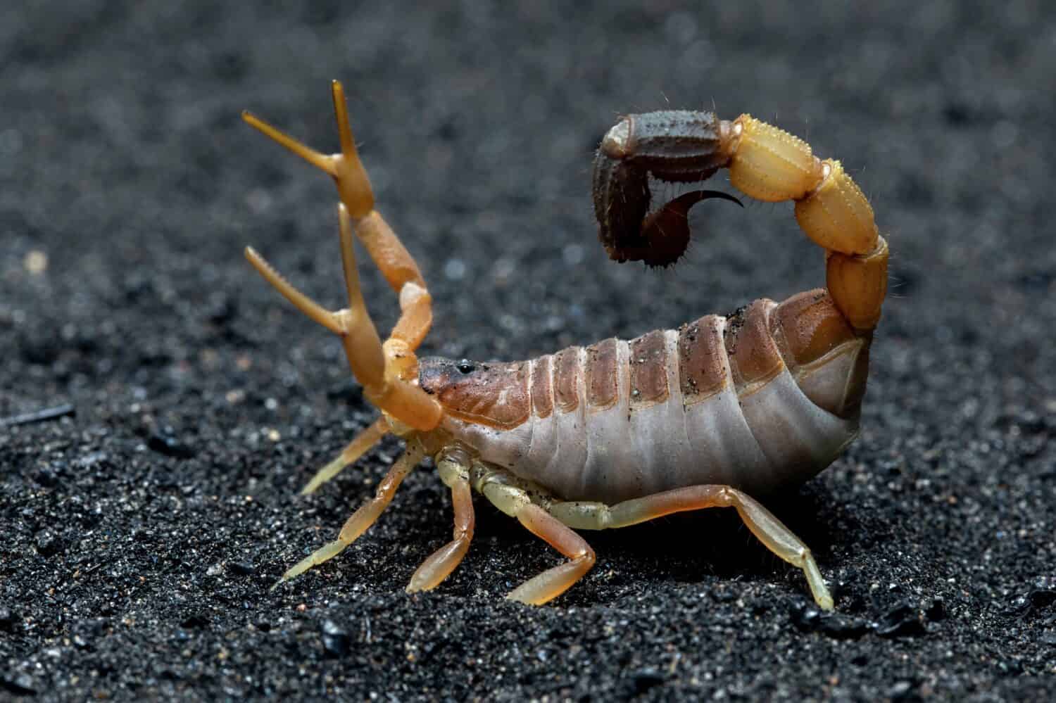 12 Effective Ways to Get Rid of Scorpions Naturally