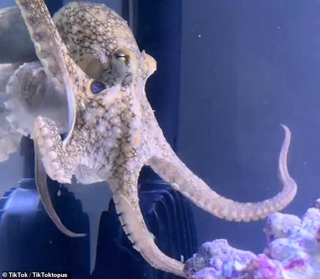 Family who got their nine-year-old son a pet octopus reveal how it ...