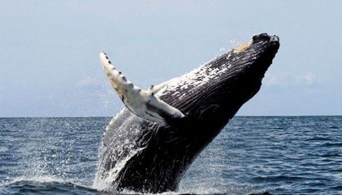 denr stops whale watching in bohol town
