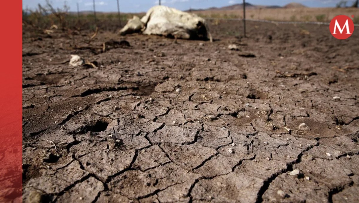 piden declarar norte de veracruz como “zona de desastre“ por la sequía