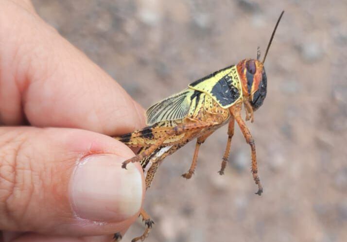 alerta en córdoba: detectaron una plaga de insectos al norte de la provincia
