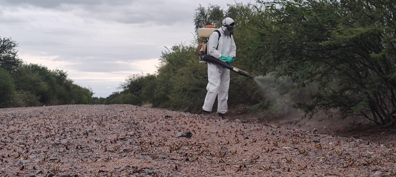 alerta en córdoba: detectaron una plaga de insectos al norte de la provincia