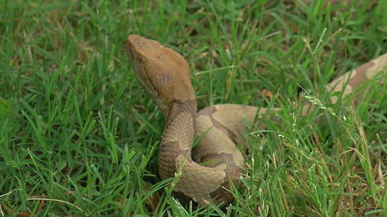 Do You Know Which Snakes Are Venomous In Georgia?