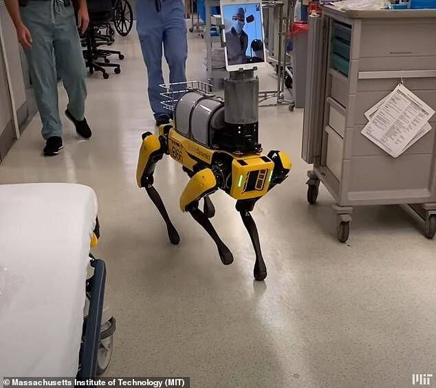 video viral: ¿cómo reacciona un perro al conocer a un perro robot?