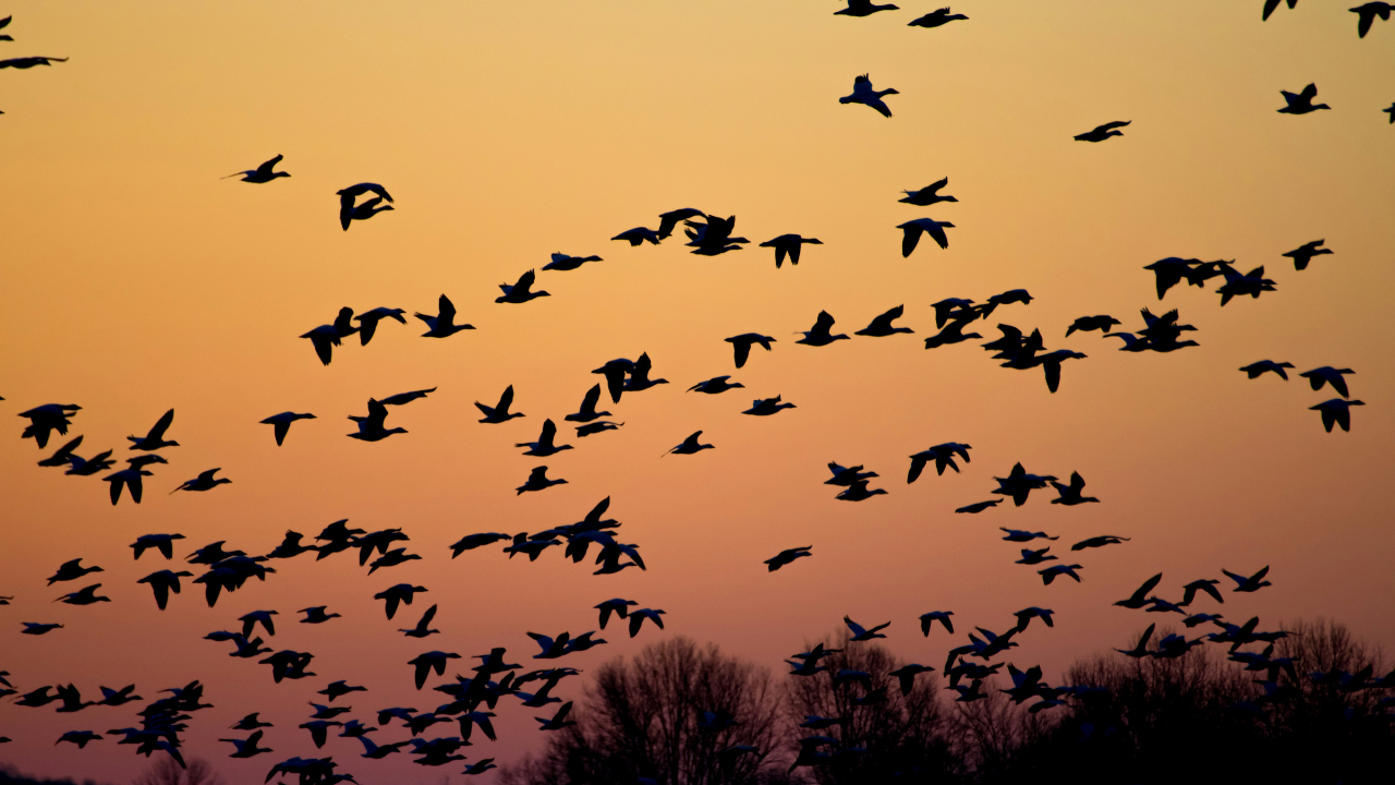 over 22k birds to fly over cincinnati tonight, here's why