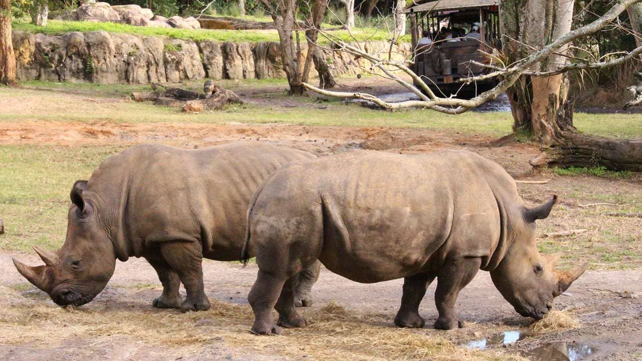 <p>The “Up Close with Rhinos” tour takes you on a quick ten-minute bus ride to a backstage viewing area where you can observe the White Rhinos. During the tour, a knowledgeable guide will provide information about them and their care.</p><p>The guide will primarily focus on answering your questions and addressing your curiosities about these magnificent creatures.</p>