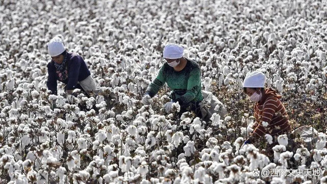 ‘강제노동’ 중국 ‘신장 위구르’ 면화…세계 소매제품 19%에