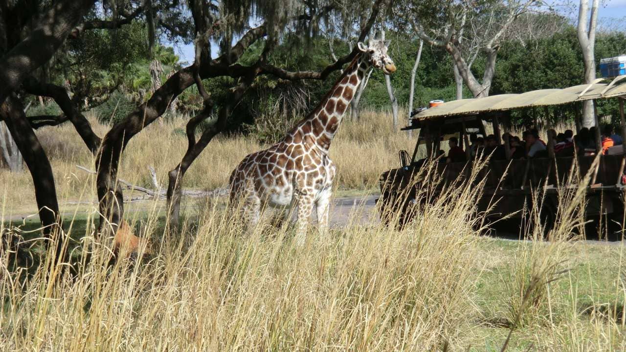 <p>The Wild Africa Trek is a three-hour private tour that includes a ride in a safari vehicle through the open Savanna and a walk along a rope bridge high above animal enclosures. During the tour, you will have towering views of giraffes, rhinos, hippos, and crocodiles.</p><p>As a guest, you will receive a complimentary souvenir and photos of your encounters with the animals. The tour concludes at a pavilion overlooking the Savanna, where you can enjoy delicious food and drinks.</p>