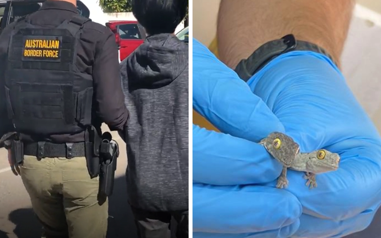 m’sian charged in australia with attempting to smuggle live lizards
