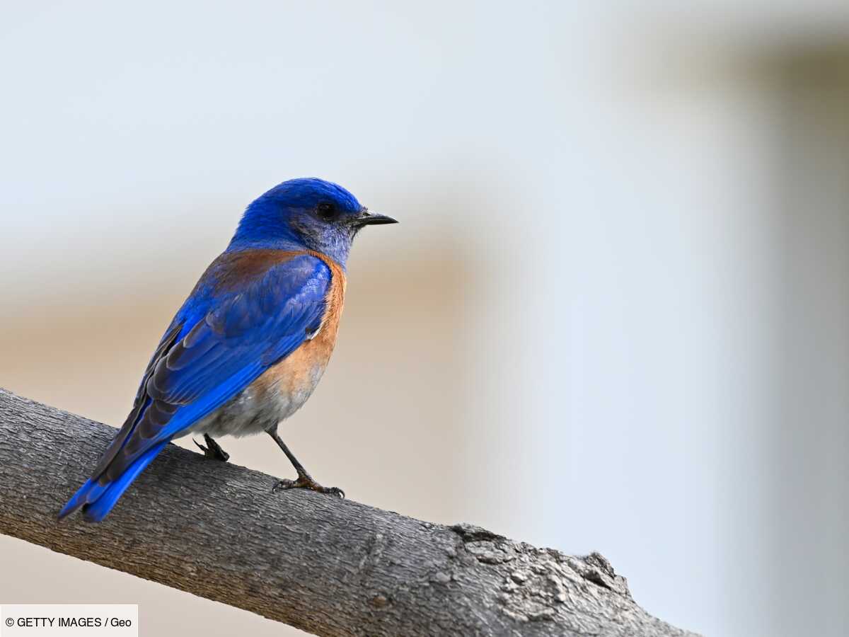 une espèce d'oiseaux bleus jusqu'alors inconnue aux etats-unis photographiée pour la première fois