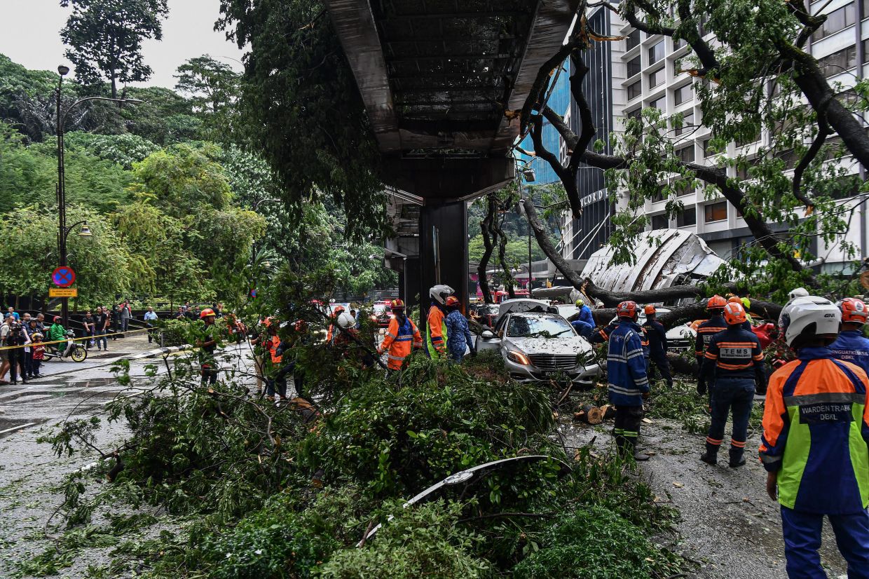 architects group calls for a climate-resilient urban design after fallen tree incident