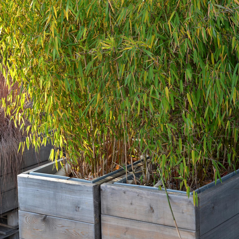 Why is my bamboo turning yellow? 6 common reasons and how to fix them