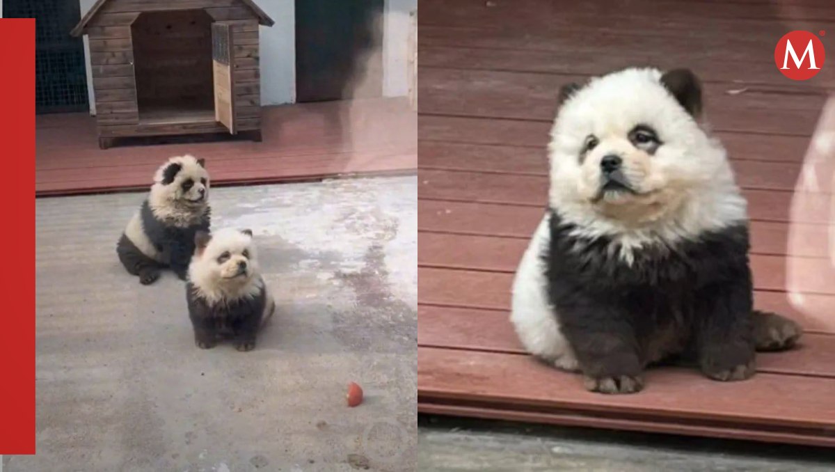 critican a zoológico por pintar perritos chow chow como ositos panda y exhibirlos | video