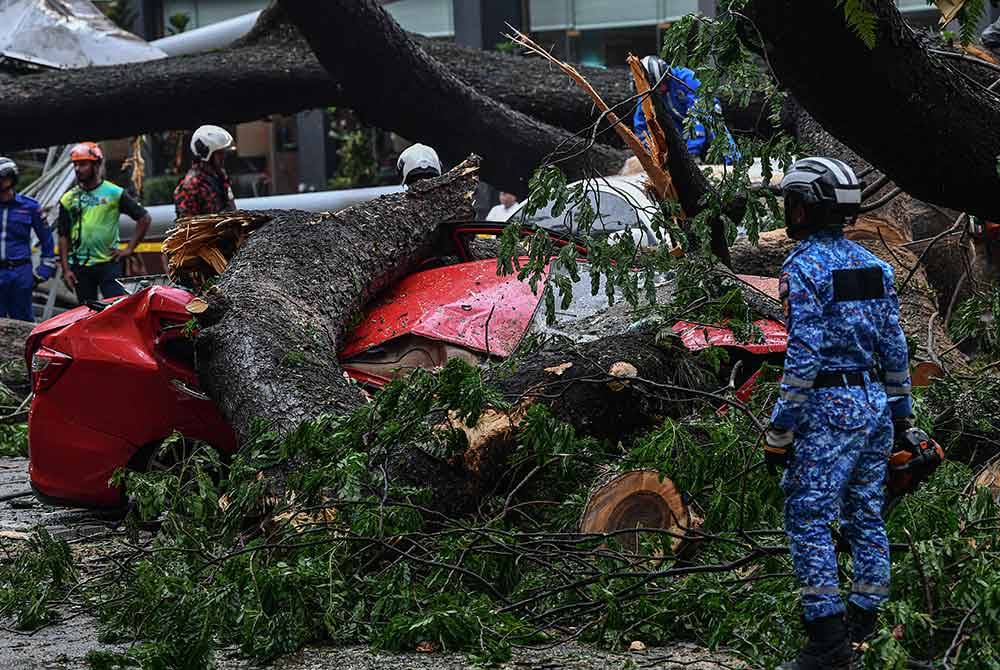 tree tragedy a wake-up call: more falls likely without action