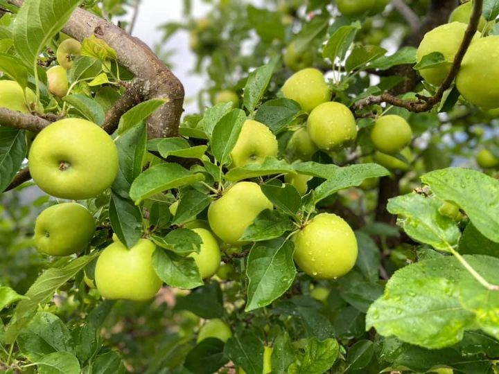 en arteaga, calculan hasta ahora pérdida de 80 por ciento en cosecha de manzana