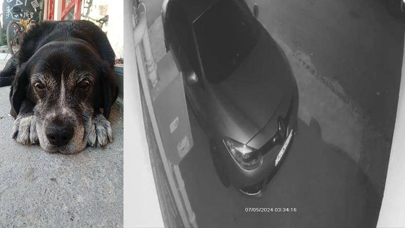ataşehir’de sokakta uyuyan köpeği ezip kaçtı!