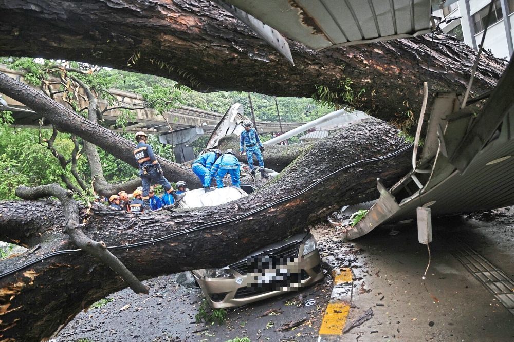fallen tree incident: swedish woman still receiving medical treatment in hkl
