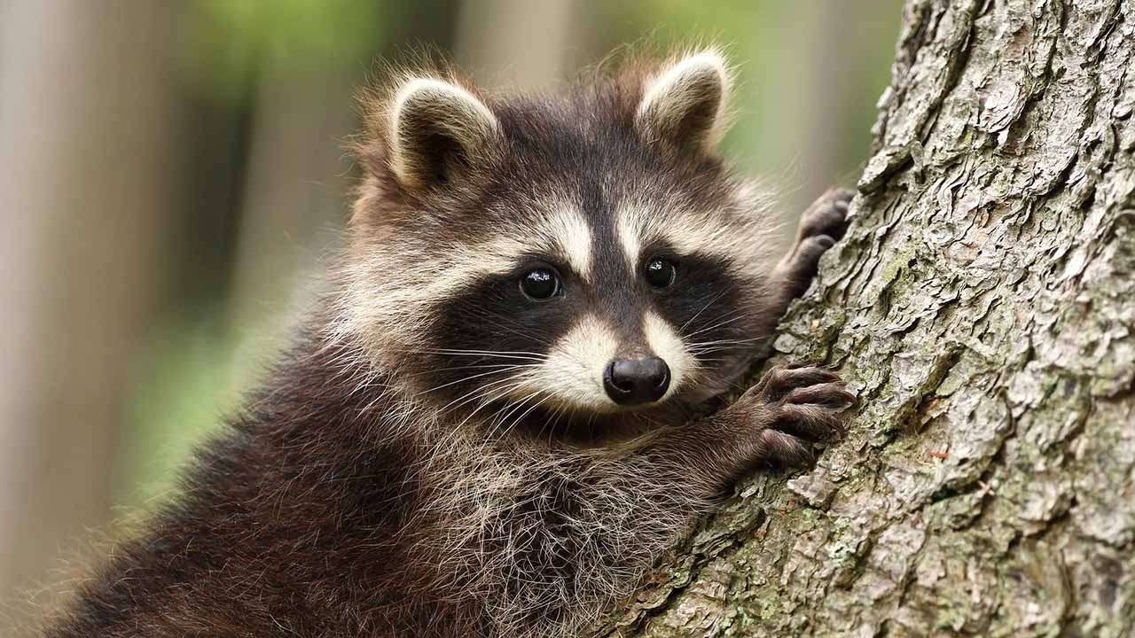 <p>Raccoons are easily recognizable by their black “mask” and ringed tail. They are highly adaptable and thrive in forests, wetlands, and urban areas. Known for their dexterity, raccoons can open containers and are adept scavengers.</p><p>Habitat: Forests, wetlands, and urban areas.<br>Fun Fact: Raccoons have sensitive front paws that help them feel for food in water.</p>