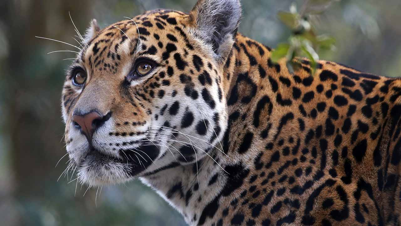 <p>The largest cat in the Americas, the jaguar is known for its powerful build and distinctive rosette patterns. Jaguars are excellent swimmers and often hunt in rivers and wetlands. They play a crucial role in maintaining healthy ecosystems.</p><p>Habitat: Tropical rainforests, swamps, and grasslands.<br>Fun Fact: Jaguars have the strongest bite of any big cat.</p>