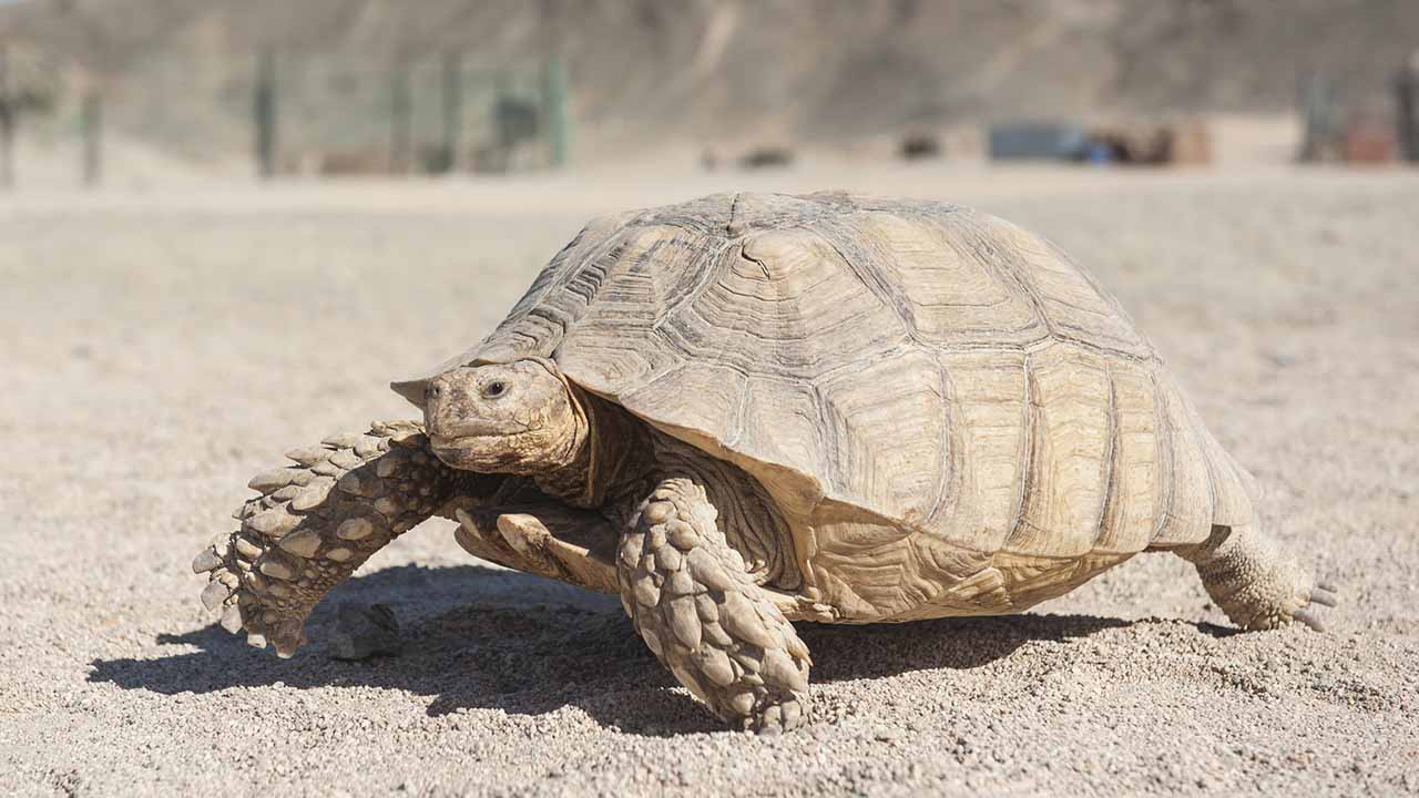 <p>A long-lived tortoise adapted to the harsh desert environment, the desert tortoise spends most of its life in burrows to avoid the heat. They can live for over 50 years and have a varied diet that includes cacti, grasses, and wildflowers.</p><p>Habitat: Deserts of the southwestern U.S.<br>Fun Fact: Desert tortoises can survive without water for up to a year.</p>