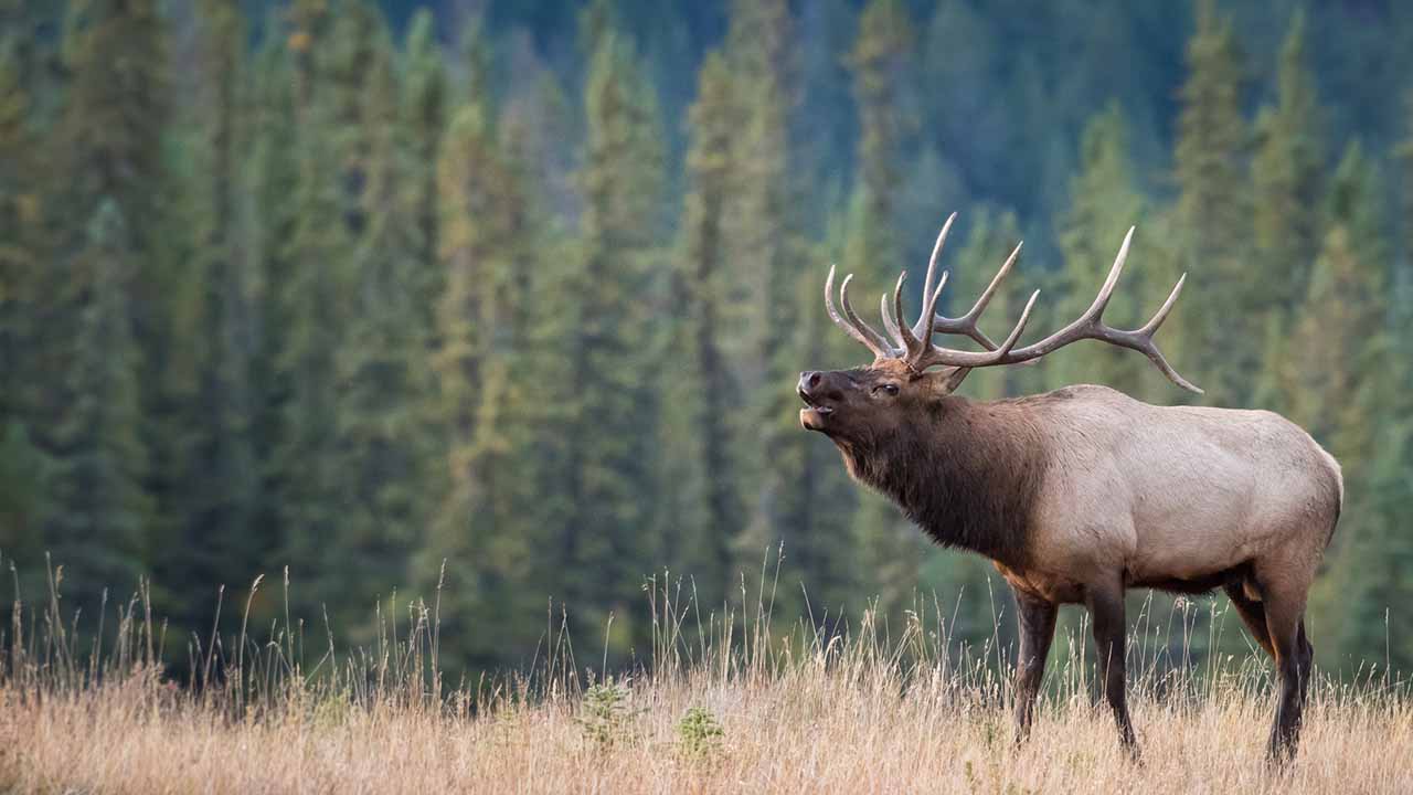 <p>Elk are large deer with impressive antlers on males, known as bulls. They are highly social and form herds that migrate seasonally in search of food. During mating season, bulls produce a distinctive bugling call to attract females.</p><p>Habitat: Forests, grasslands, and mountains.<br>Fun Fact: Bull elk can weigh up to 1,100 pounds.</p>