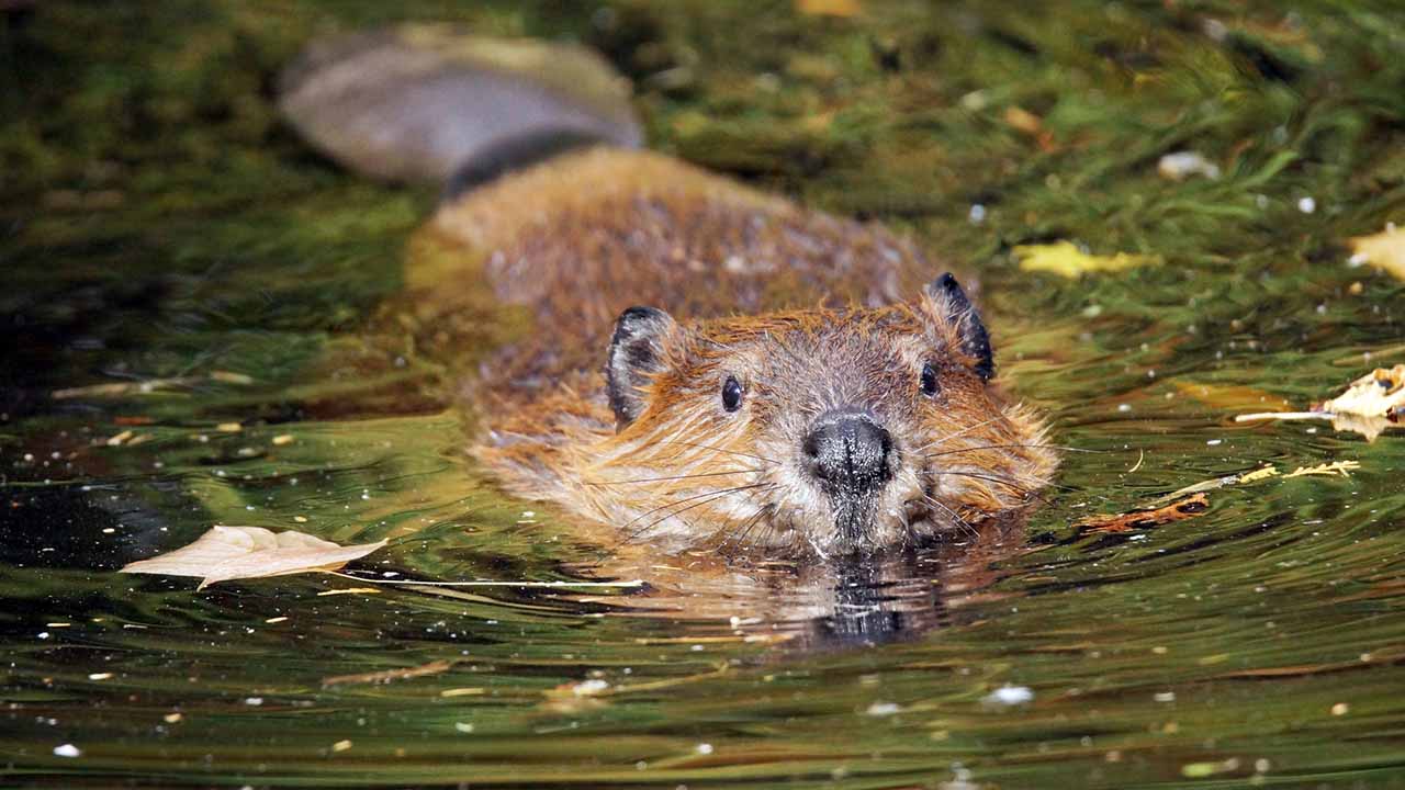 <p>Known for their impressive dam-building skills, beavers have a broad tail and webbed feet, making them excellent swimmers. Their dams create wetlands, which provide critical habitats for many species. As ecosystem engineers, beavers transform landscapes with their structures.</p><p>Habitat: Rivers, lakes, and streams.<br>Fun Fact: Beavers can stay underwater for up to 15 minutes.</p>