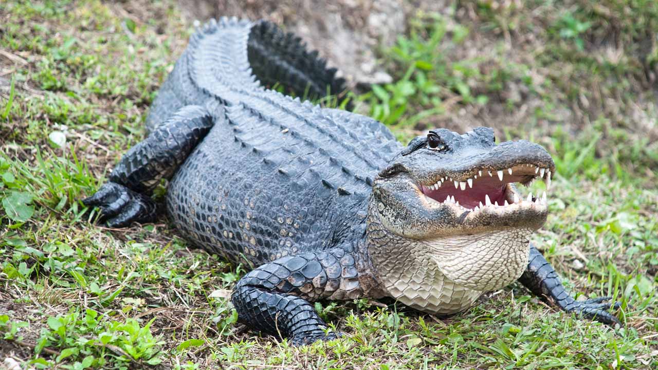 <p>The American alligator is a large reptile with a broad snout and powerful jaws. Found in the southeastern U.S., alligators thrive in freshwater wetlands like swamps and marshes. They play a crucial role in their ecosystem as keystone species, helping to maintain the wetland habitats.</p><p>Habitat: Freshwater wetlands.<br>Fun Fact: Alligators can live up to 50 years in the wild.</p>