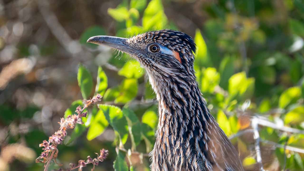 <p>A ground-dwelling bird, the roadrunner is famous for its speed and unique appearance. It can run at speeds up to 20 mph and is known to catch and eat rattlesnakes. Roadrunners are opportunistic feeders, eating insects, small mammals, and reptiles.</p><p>Habitat: Deserts and scrubland in the southwestern U.S.<br>Fun Fact: Roadrunners produce a distinctive cooing call.</p>