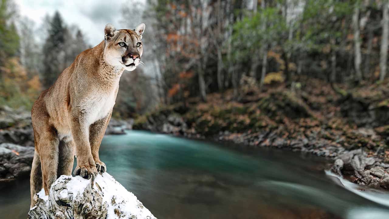 <p>Also known as the cougar or puma, the mountain lion is a large, tawny cat capable of leaping 15 feet high and running up to 50 mph. They are solitary and elusive, often hunting at night for deer and other prey. Mountain lions have the largest range of any terrestrial mammal in the Western Hemisphere.</p><p>Habitat: Mountains, forests, and deserts.<br>Fun Fact: Mountain lions communicate through hisses, growls, and purrs.</p>