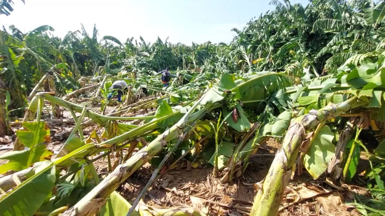 เกษตรกรน้ำตาตก พายุฤดูร้อนถล่มสวนกล้วยหอมทองที่ปราณบุรี พังราบเสียหายเป็นล้าน
