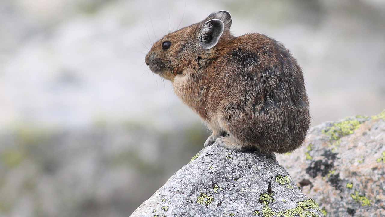 <p>A small mammal related to rabbits, the American pika is often found in rocky alpine regions. They collect and store vegetation to survive the long winter months. Pikas are sensitive to climate change due to their reliance on cool temperatures.</p><p>Habitat: Talus fields and mountain slopes.<br>Fun Fact: Pikas make distinctive squeaking calls to communicate.</p>