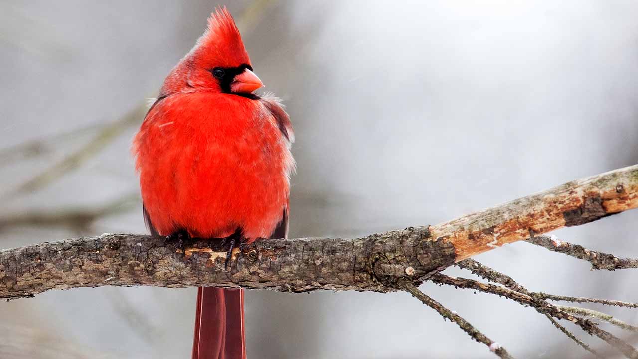 <p>A vibrant red songbird, the northern cardinal brightens many North American backyards. Males have striking red plumage, while females have a subtler brownish-red hue. Cardinals are known for their melodic songs and are highly territorial.</p><p>Habitat: Woodlands, gardens, and shrublands.<br>Fun Fact: Cardinals are monogamous and often mate for life.</p>
