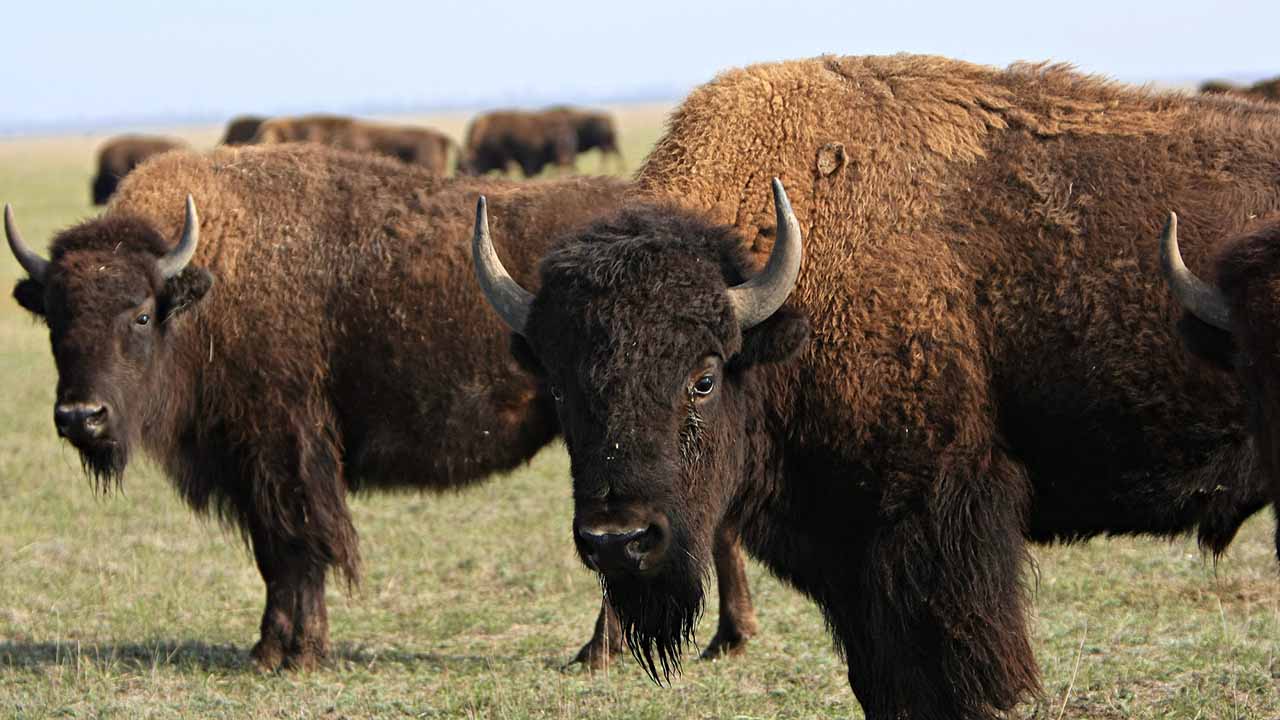 <p>The largest terrestrial animal in North America, the American bison, has a thick shaggy coat and a distinctive hump that makes it easily recognizable. Once on the brink of extinction due to overhunting, the bison now thrives on protected plains and grasslands, embodying the success of conservation efforts. They can weigh over 2,000 pounds and form large herds as they roam in search of food.</p><p>Habitat: Grasslands and plains.<br>Fun Fact: Thanks to protection, their population has rebounded to over 500,000.</p>