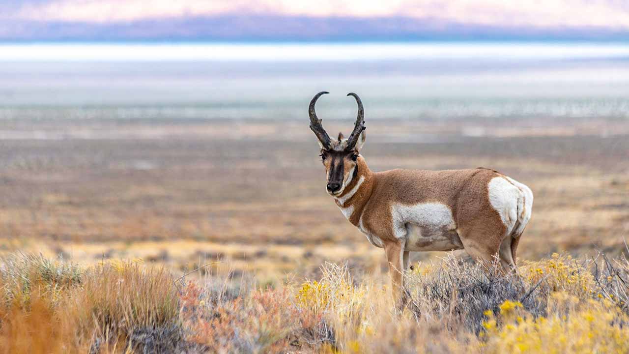 <p>Known for its distinctive horns and remarkable speed, the pronghorn is the second-fastest land mammal in the world. It can run at speeds up to 55 mph, second only to the cheetah. Pronghorns form herds and migrate long distances across open plains and deserts.</p><p>Habitat: Open plains, grasslands, and deserts.<br>Fun Fact: Pronghorns are not true antelopes despite their appearance.</p>