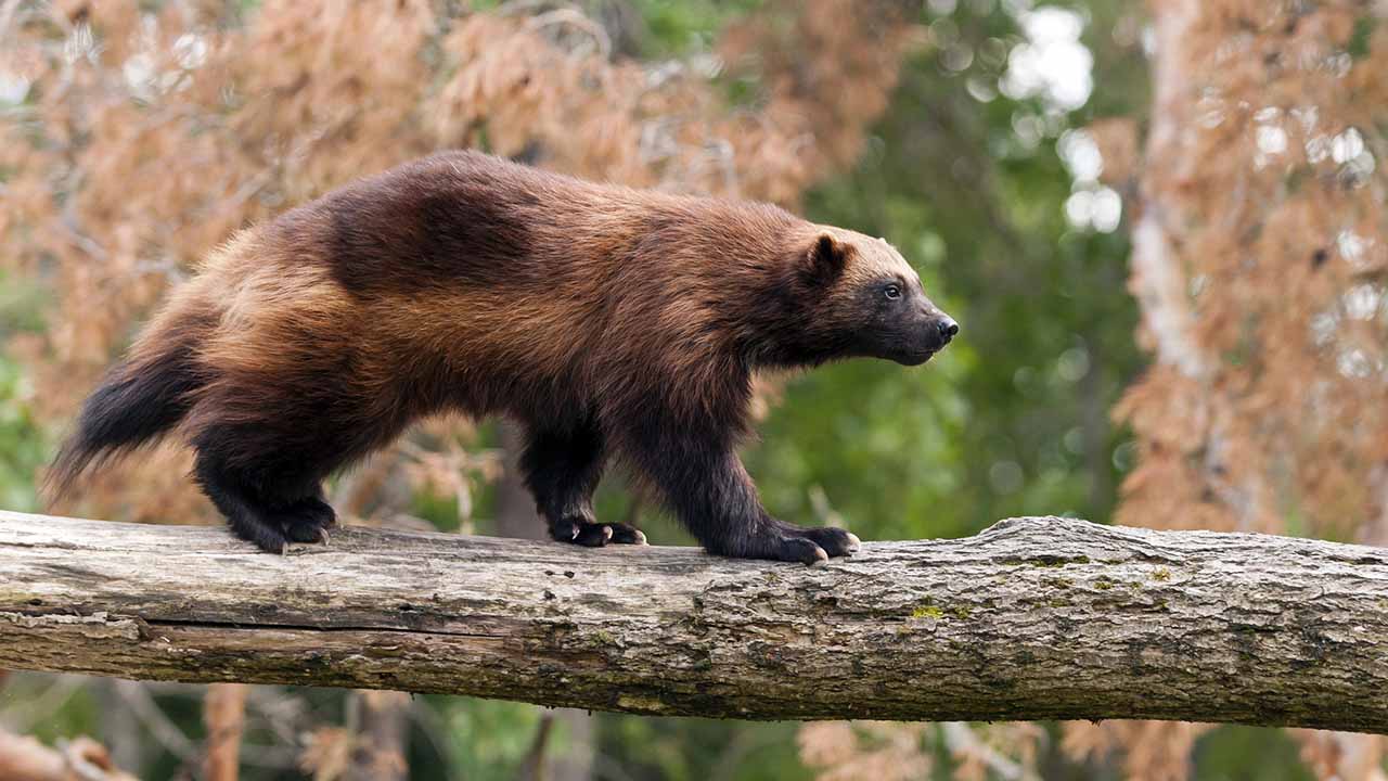 <p>The wolverine is a stocky, muscular carnivore known for its strength and ferocity. They can hunt prey larger than themselves and are skilled scavengers. Wolverines have a powerful sense of smell and can detect prey buried under deep snow.</p><p>Habitat: Boreal forests and tundra.<br>Fun Fact: Wolverines have large feet that allow them to walk on snow.</p>